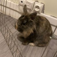 Lapin tête de lion #1