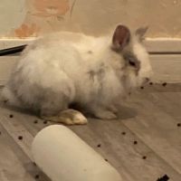 Lapin tête de lion #0