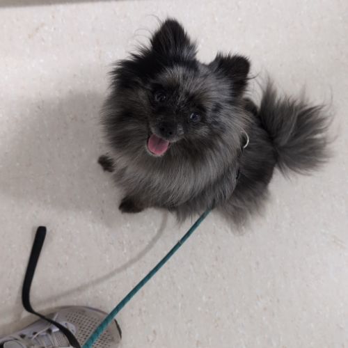 Mâle spitz merle #2