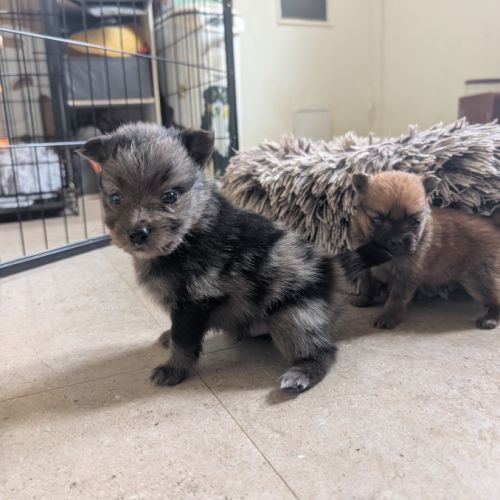 Mâle spitz merle #0