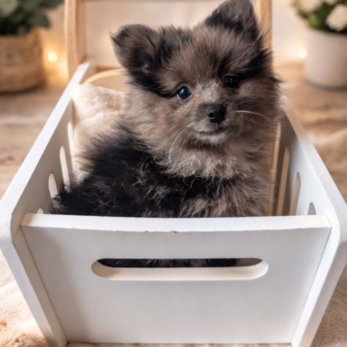 Mâle spitz merle #0