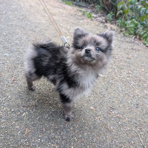 Mâle spitz merle #4