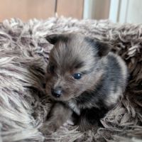 Mâle spitz merle #3