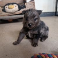 Mâle spitz merle #5