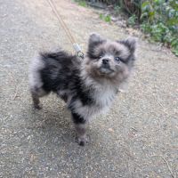 Mâle spitz merle #4