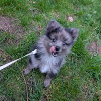 Mâle spitz merle #5