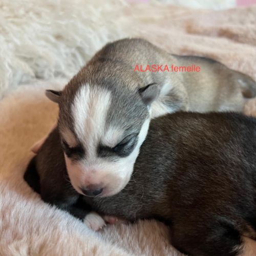 Vends chiots husky de siberie lof #4