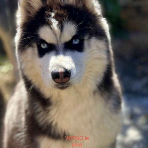 Vends chiots husky de siberie lof #0