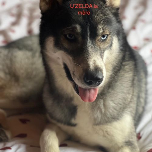 Vends chiots husky de siberie lof #8