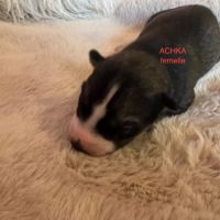 Vends chiots husky de siberie lof #1