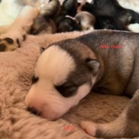Vends chiots husky de siberie lof #2