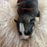 Vends chiots husky de siberie lof #3