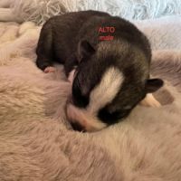 Vends chiots husky de siberie lof #5