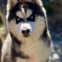 Vends chiots husky de siberie lof