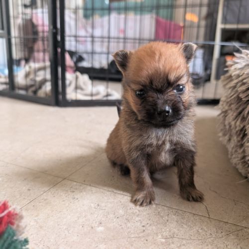 Spitz femelle sable charbonnée #4