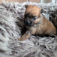 Spitz femelle sable charbonnée