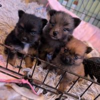 Spitz femelle sable charbonnée