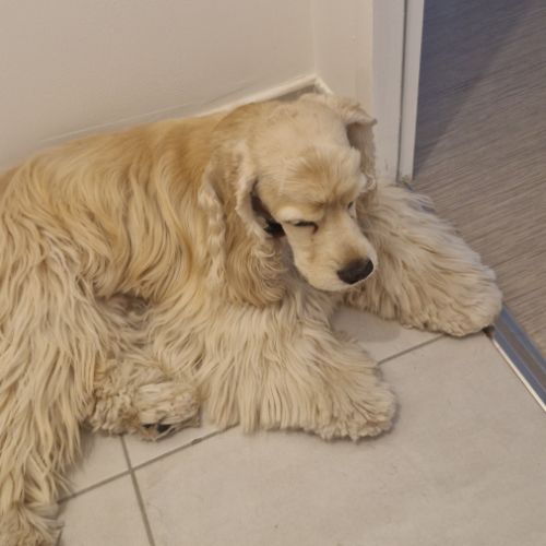 Vend deux cocker américain #0