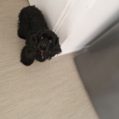 Vend deux cocker américain #2