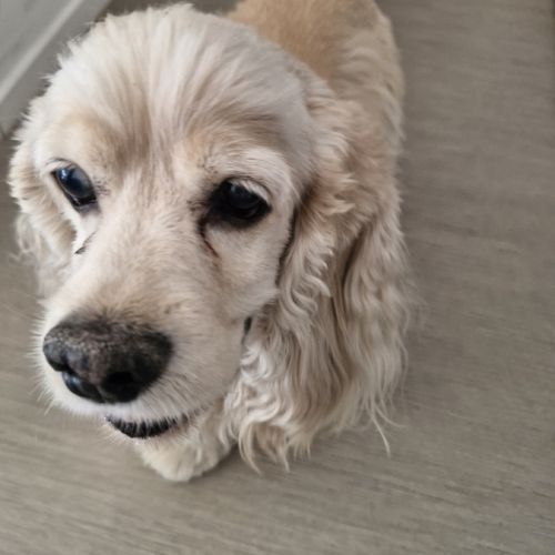 Vend deux cocker américain #3