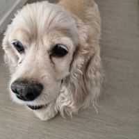 Vend deux cocker américain #3