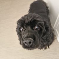 Vend deux cocker américain #4