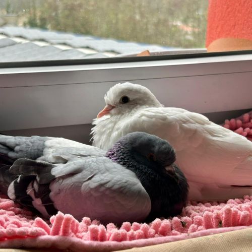 Pigeons avani et avana #1