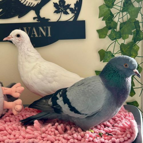 Pigeons avani et avana