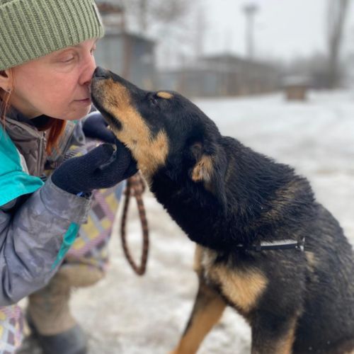 A adopter lada se trouve dans un refuge en ukraine