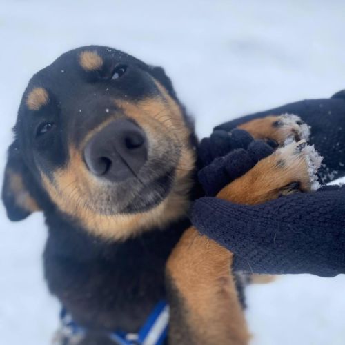 A adopter lada se trouve dans un refuge en ukraine #4