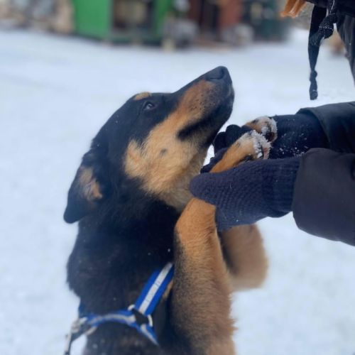 A adopter lada se trouve dans un refuge en ukraine #6