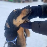 A adopter lada se trouve dans un refuge en ukraine #2