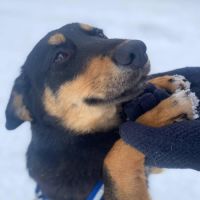 A adopter lada se trouve dans un refuge en ukraine #3