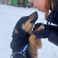 A adopter lada se trouve dans un refuge en ukraine #5