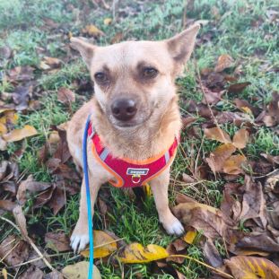 A adopter kattie se trouve dans un refuge ukraine