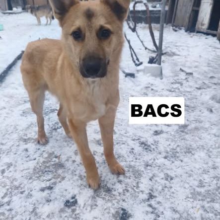 Bacs se trouve dans un refuge en ukraine #1