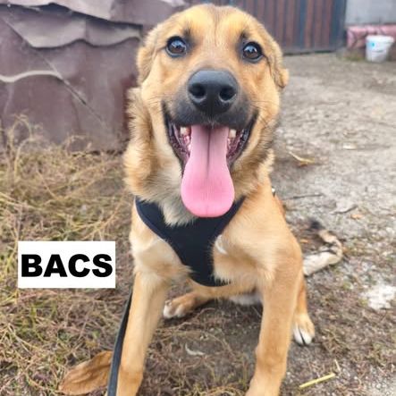 Bacs se trouve dans un refuge en ukraine #2