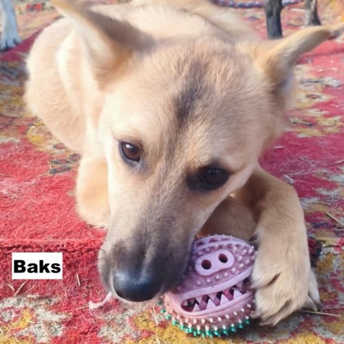 Baks se trouve dans un refuge en ukraine