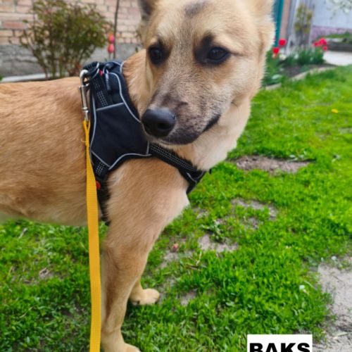 Baks se trouve dans un refuge en ukraine #3