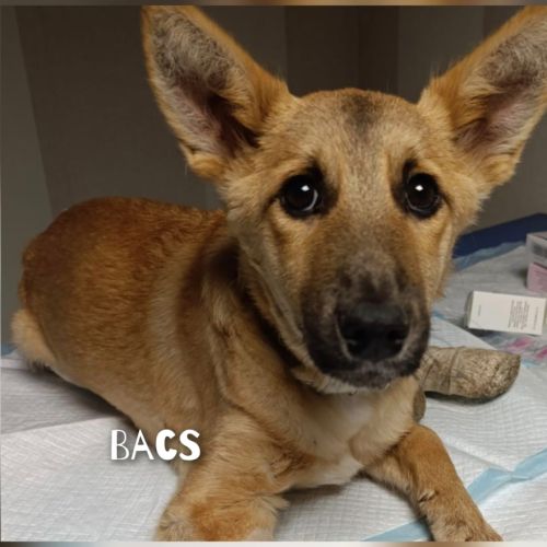 Bacs se trouve dans un refuge en ukraine #5