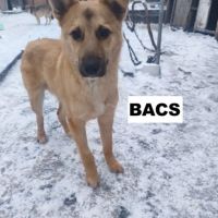 Bacs se trouve dans un refuge en ukraine #1