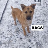 Bacs se trouve dans un refuge en ukraine #3