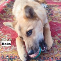 Baks se trouve dans un refuge en ukraine #2