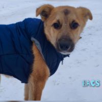 Bacs se trouve dans un refuge en ukraine