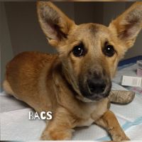 Bacs se trouve dans un refuge en ukraine #5