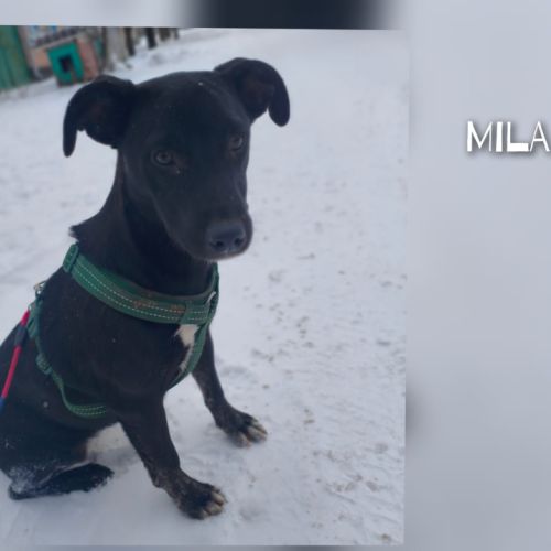 A adopter mila se trouve dans un refuge en ukraine #1