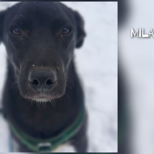 A adopter mila se trouve dans un refuge en ukraine
