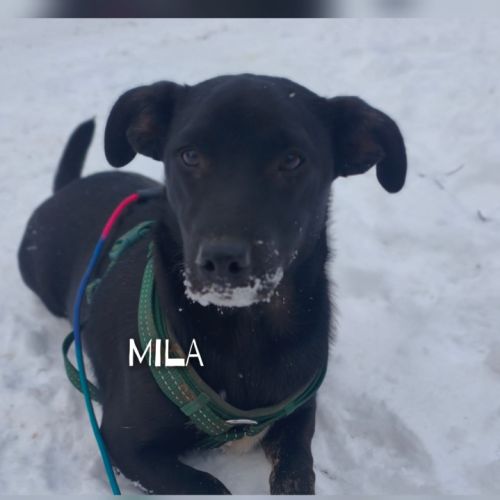 A adopter mila se trouve dans un refuge en ukraine #3