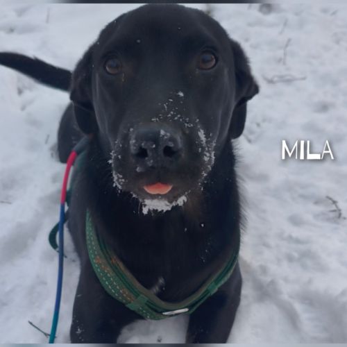 A adopter mila se trouve dans un refuge en ukraine #4