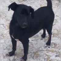 Mila se trouve dans un refuge en ukraine #1